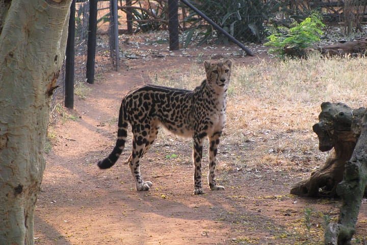 Ann van Dyk Cheetah Centre: Behind-the-Scenes Conservation and Cheetah Runs near Hartbeespoort photo 4