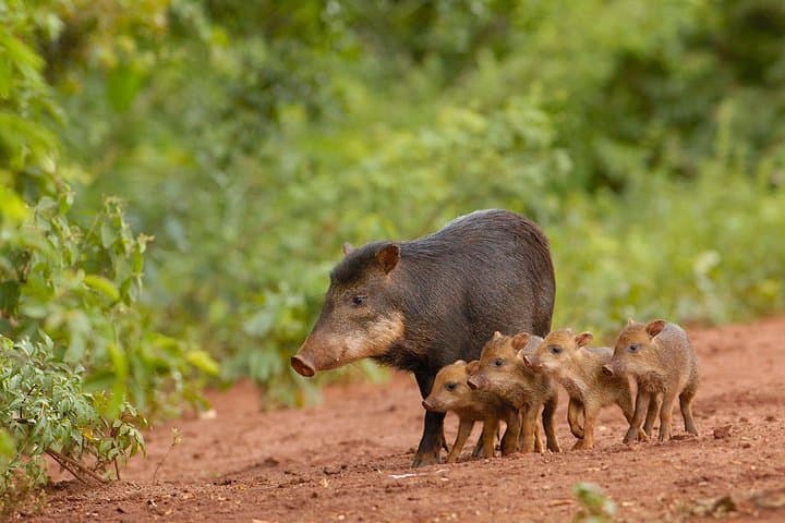 Deluxe 8-Day Nature Expedition: Corcovado & Osa Peninsula Wildlife photo 3
