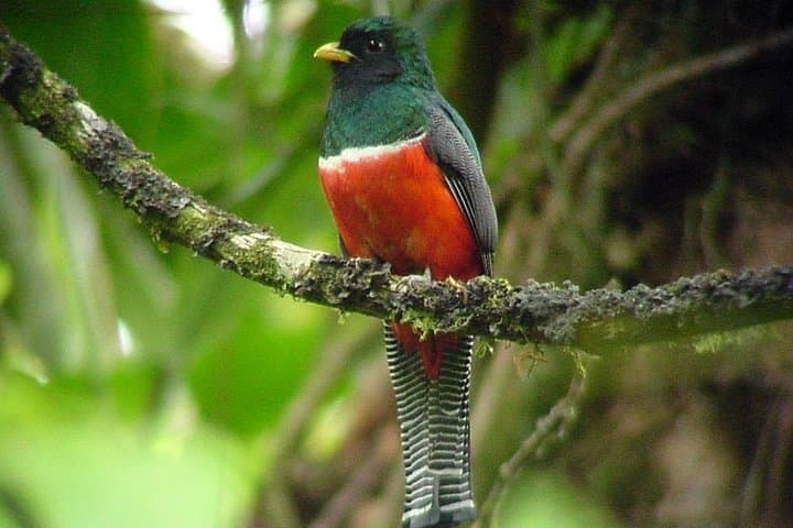 Deluxe 8-Day Nature Expedition: Corcovado & Osa Peninsula Wildlife photo 5