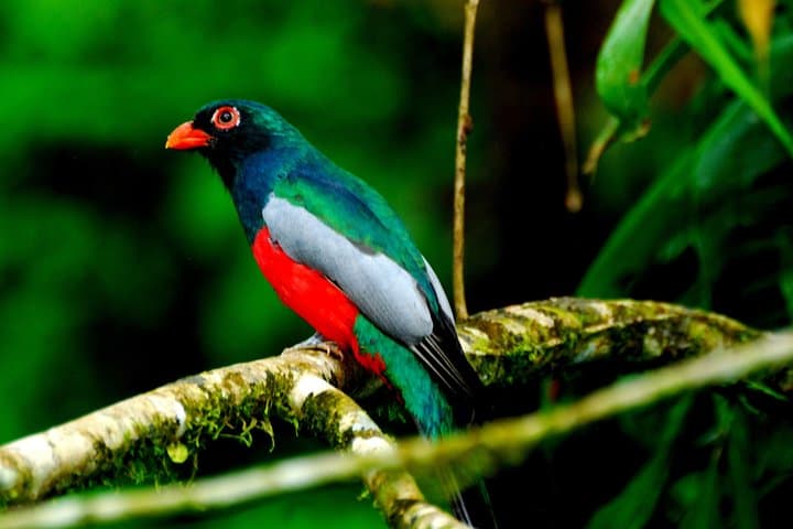 Deluxe 8-Day Nature Expedition: Corcovado & Osa Peninsula Wildlife photo 6