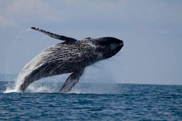 Deluxe 8-Day Nature Expedition: Corcovado & Osa Peninsula Wildlife photo 2