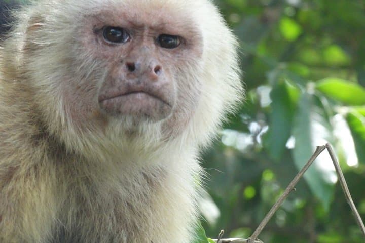 Manuel Antonio Day Trip from San Jose — Beaches, Monkeys & Rainforest Trails photo 5