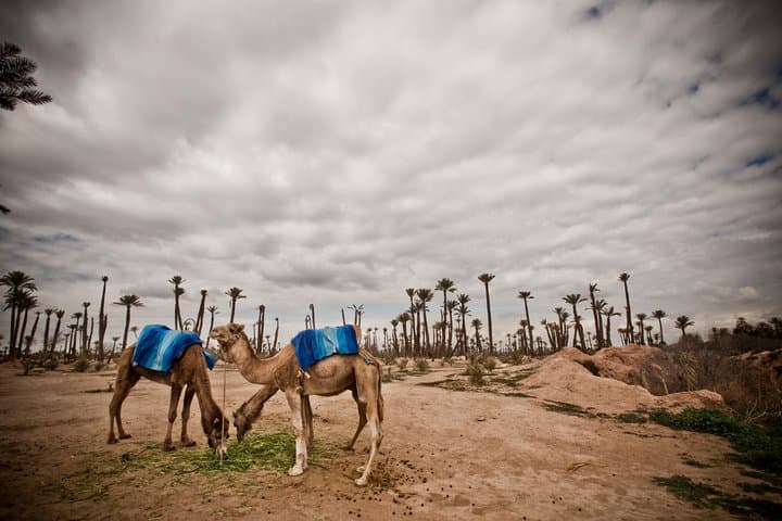 Palmeraie Camel Ride Near Marrakech: 1-Hour Dromedary Trek in the Palm Grove photo 2