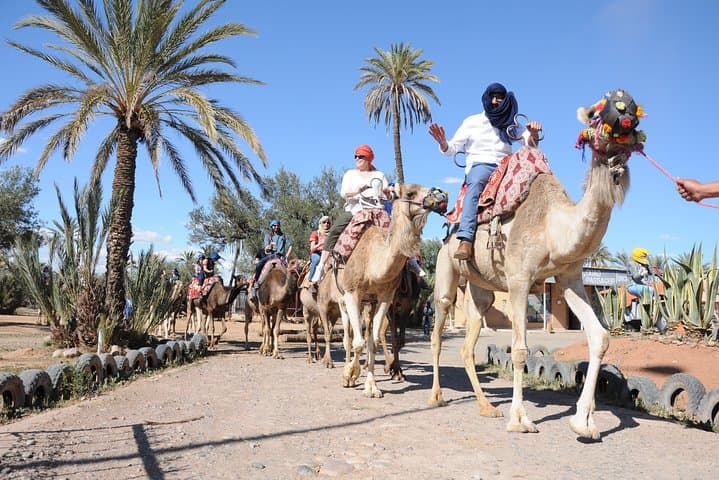 Palmeraie Camel Ride Near Marrakech: 1-Hour Dromedary Trek in the Palm Grove photo 5