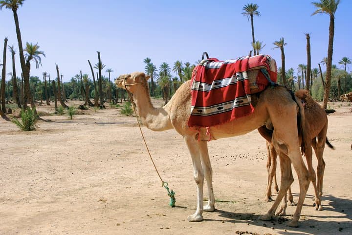 Palmeraie Camel Ride Near Marrakech: 1-Hour Dromedary Trek in the Palm Grove