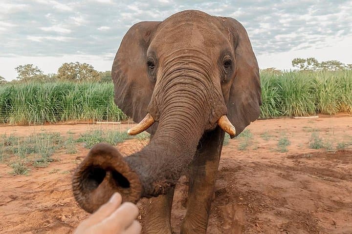 Moments with Elephants — Up-Close Elephant Experience Near Victoria Falls