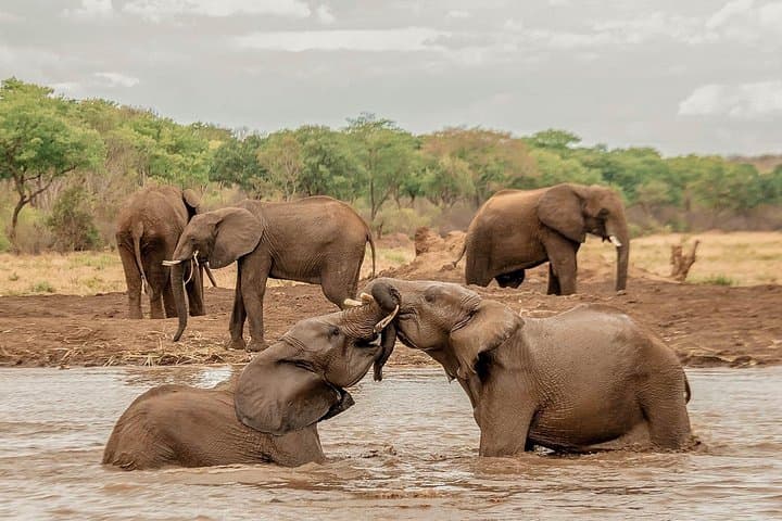 Moments with Elephants — Up-Close Elephant Experience Near Victoria Falls photo 2
