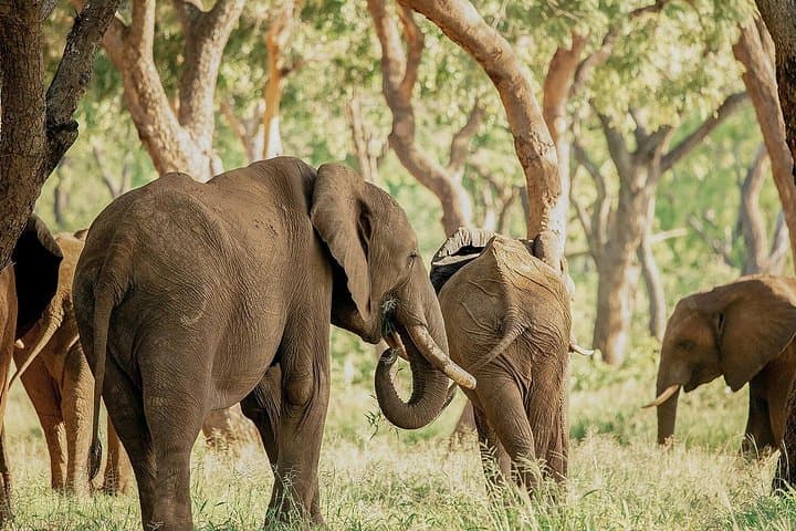 Moments with Elephants — Up-Close Elephant Experience Near Victoria Falls photo 3