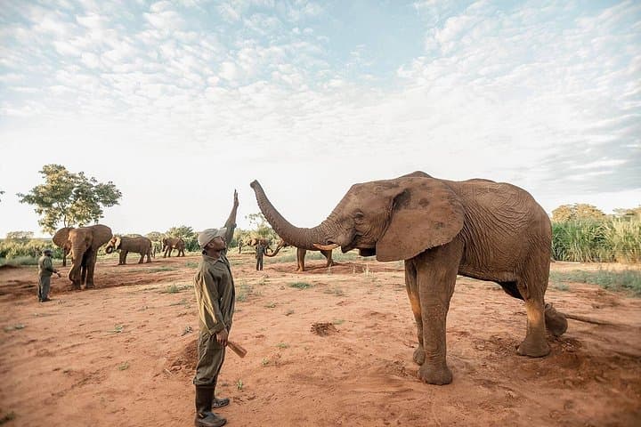 Moments with Elephants — Up-Close Elephant Experience Near Victoria Falls photo 4