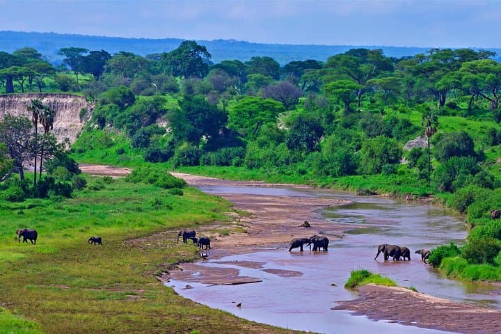 Day Trip Safari to Tarangire National Park — Elephants, Baobabs & Big Cats