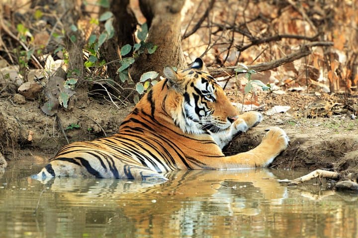 On The Tiger Trail: 16-Night Madhya Pradesh Tiger Safari photo 2