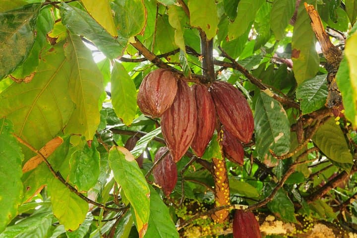 Peperpot Bicycle Tour: Cycle, Tent-Boat and Explore a Historic Suriname Plantation photo 4