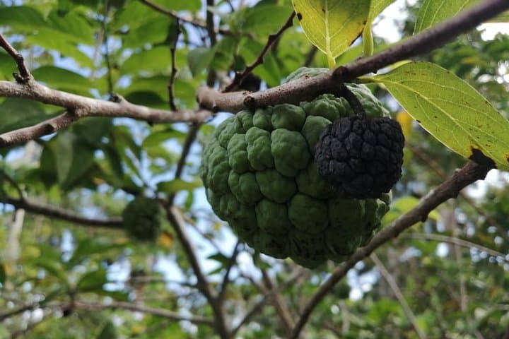 Islabón Ecological Park and Yasica River Boat Ride — Puerto Plata Day Tour photo 2