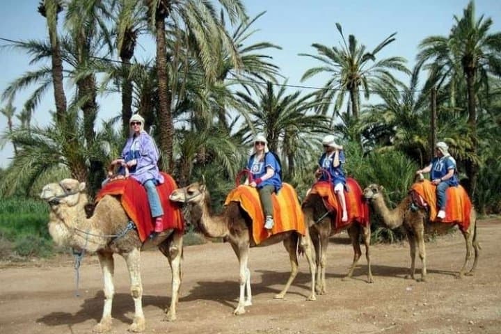 Sunset Camel Ride in Marrakech Palmeraie: Palm-Grove Sunset Trek photo 4