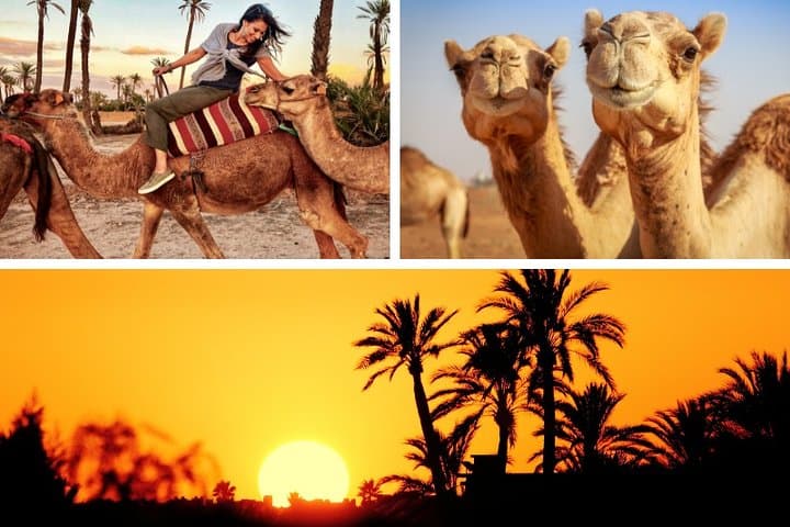 Sunset Camel Ride in Marrakech Palmeraie: Palm-Grove Sunset Trek
