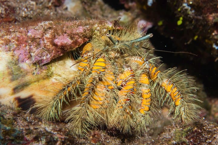 Maui Night Certified Scuba Diving Tour — Lahaina Shore Dive for Certified Divers photo 5
