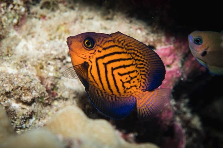 Maui Night Certified Scuba Diving Tour — Lahaina Shore Dive for Certified Divers photo 6