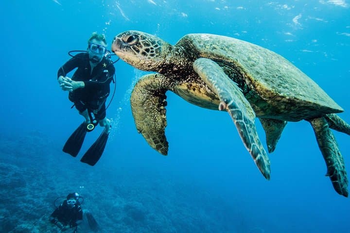 Two-Tank Dive to Lanai Cathedrals — Small-Group Certified Trip from Lahaina photo 4