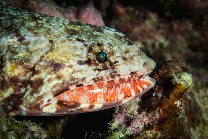 Maui Certified Shore Diving: Guided Shore Scuba from Lahaina photo 6