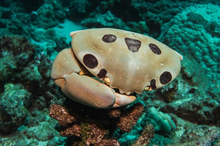 Maui Introductory Scuba Lesson from Lahaina: Shore Dive to Coral Reefs & Turtles photo 5