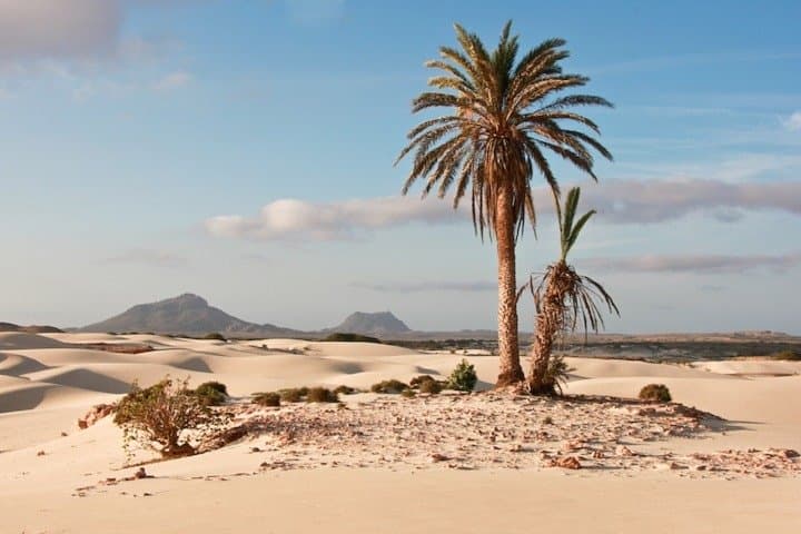 Ervatão & North Private Tour: Boa Vista Turtle Reserve, Baobab & Morro Negro photo 4