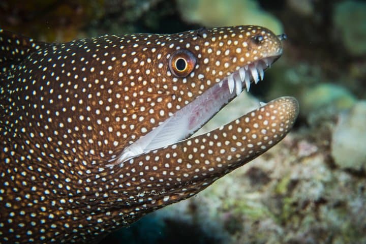 Maui Introductory Scuba Lesson from Lahaina: Shore Dive to Coral Reefs & Turtles photo 6