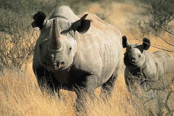 2-Day Tarangire & Ngorongoro Crater Big Five Safari from Arusha photo 2