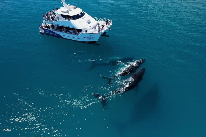 Hervey Bay Half-Day Whale Watching Cruise on MV Whalesong