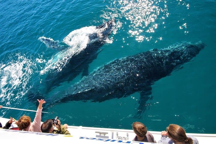 Hervey Bay Half-Day Whale Watching Cruise on MV Whalesong photo 4