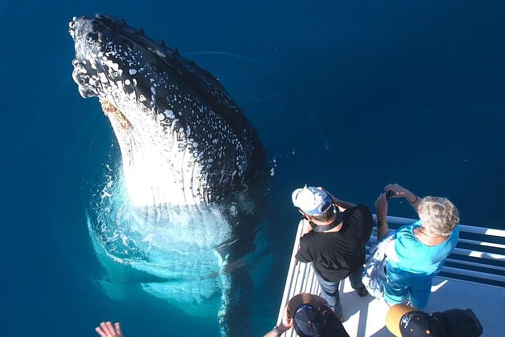 Hervey Bay Half-Day Whale Watching Cruise on MV Whalesong photo 2