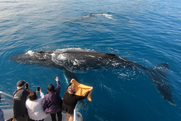 Hervey Bay Half-Day Whale Watching Cruise on MV Whalesong photo 6