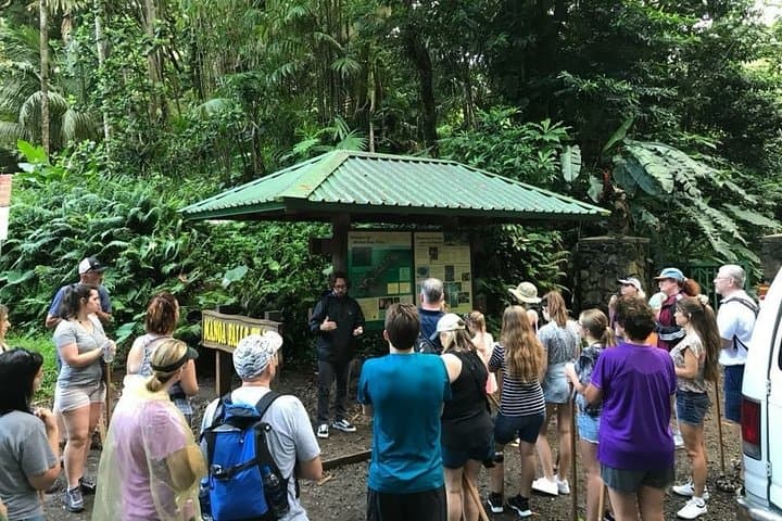 Manoa Falls Self-Guided Hike: Shuttle from Waikiki to a 150-Foot Waterfall photo 3