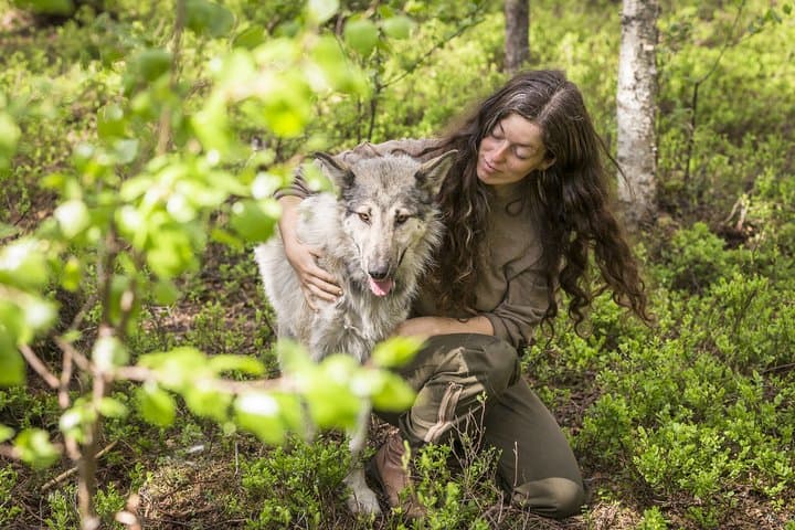 Meet Taivas & the Arctic Wolves: Private Sanctuary Encounter Near Rovaniemi photo 1