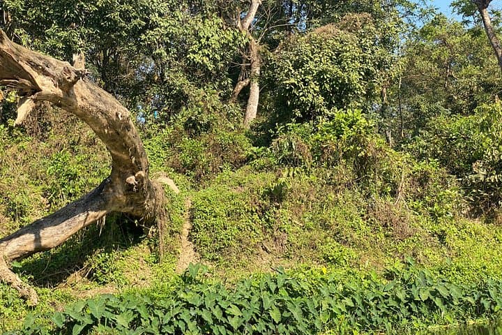 Chitwan Safari 2 Nights 3 Days: Jeep Safaris, Jungle Walks & Birding in Chitwan National Park photo 4