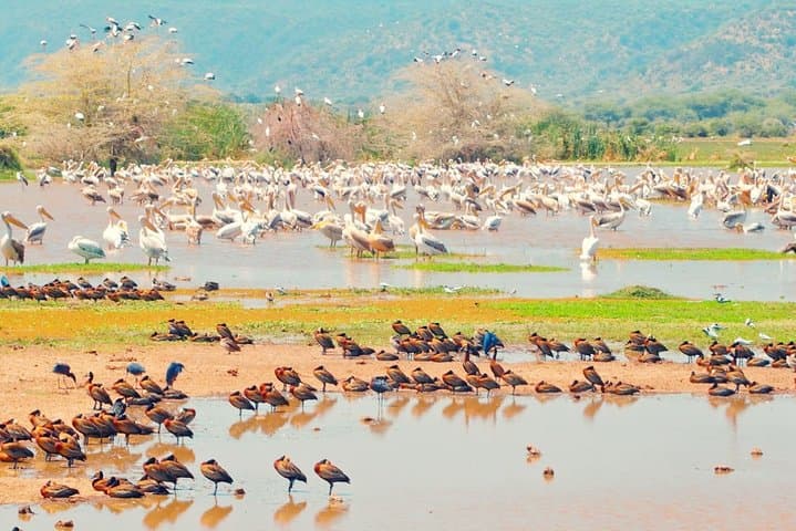 Lake Manyara One-Day Safari: Tree-Climbing Lions, Flamingo Shores & Rift Escarpment Views