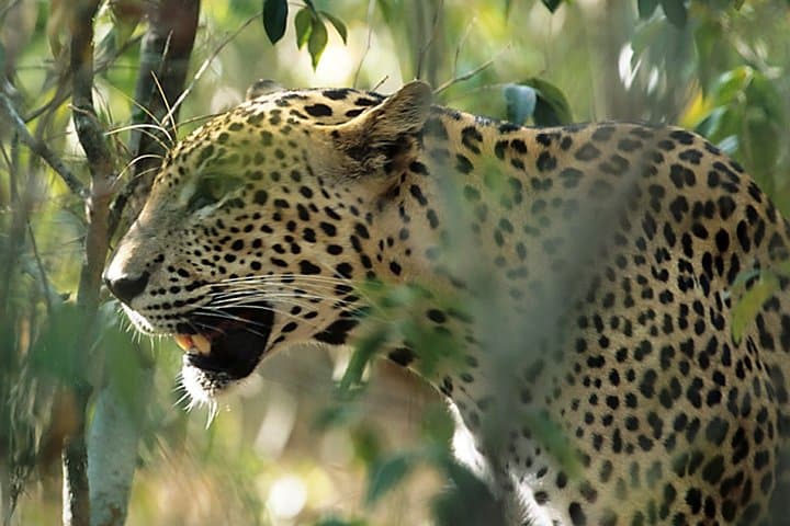 Sri Lanka Leopard Trail: 16-Day Wildlife & Cultural Circuit from Colombo