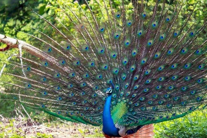 Sri Lanka Leopard Trail: 16-Day Wildlife & Cultural Circuit from Colombo photo 4