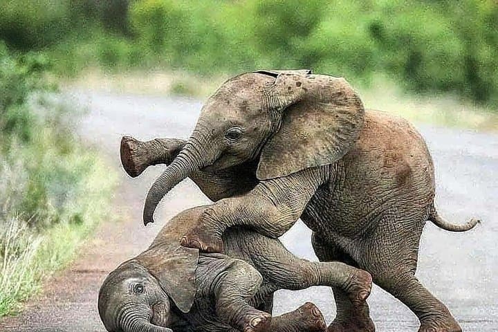 Sri Lanka Leopard Trail: 16-Day Wildlife & Cultural Circuit from Colombo photo 5