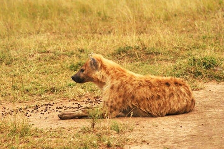 Akagera Day Safari & Lake Ihema Boat Trip: Big Five Game Drive from Kigali photo 6
