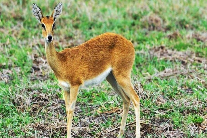 Akagera Day Safari & Lake Ihema Boat Trip: Big Five Game Drive from Kigali photo 2