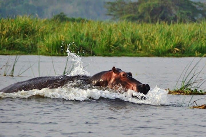Akagera Day Safari & Lake Ihema Boat Trip: Big Five Game Drive from Kigali photo 3