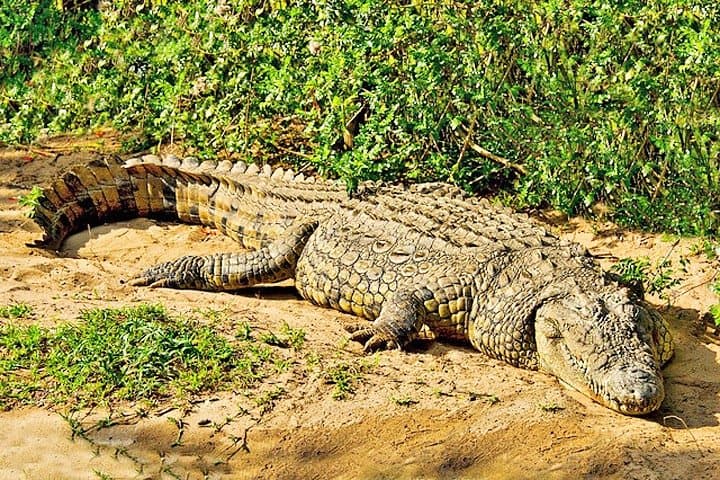 Akagera Day Safari & Lake Ihema Boat Trip: Big Five Game Drive from Kigali photo 4