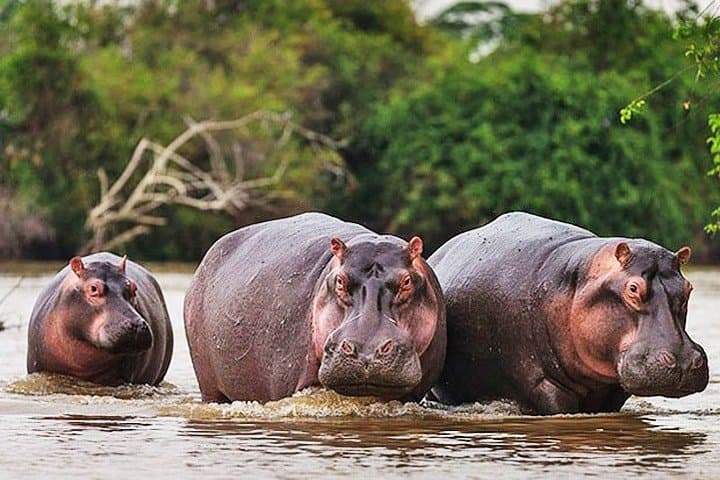 Akagera Day Safari & Lake Ihema Boat Trip: Big Five Game Drive from Kigali