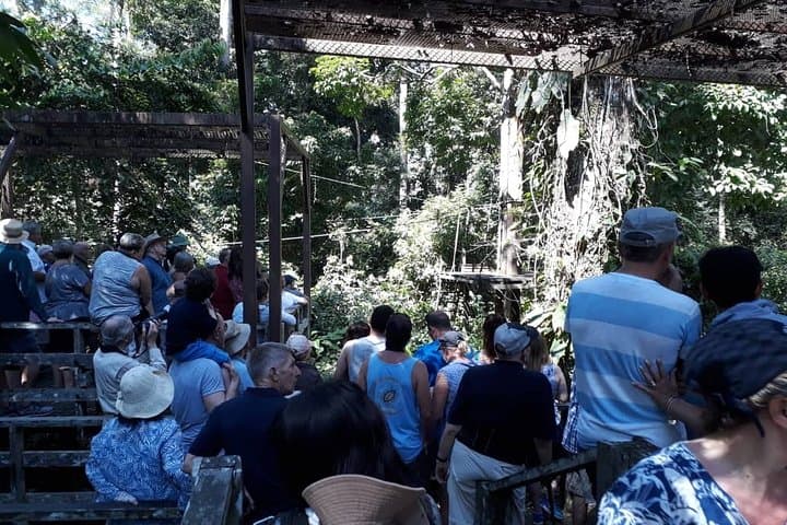 Full-Day Sepilok Orangutan & Sun Bear Tour from Kota Kinabalu — Wildlife Rescue Experience photo 2