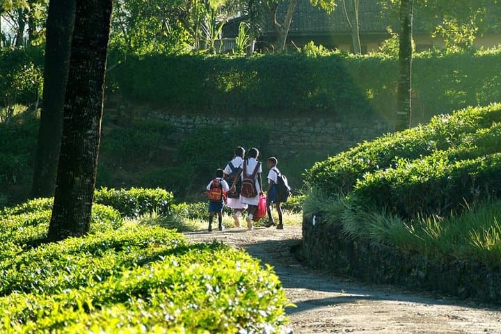 Explore Sri Lanka: 14-Night Cultural & Nature Tour photo 4