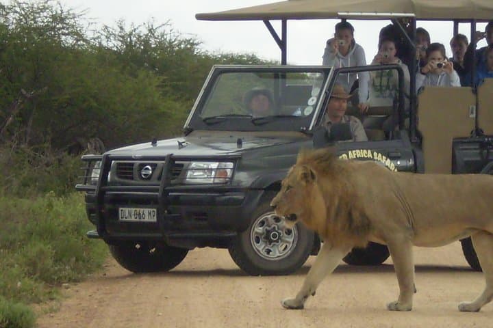 Full-Day Kruger Game Drives from Marloth Park — Big Five Safari & Birding photo 4