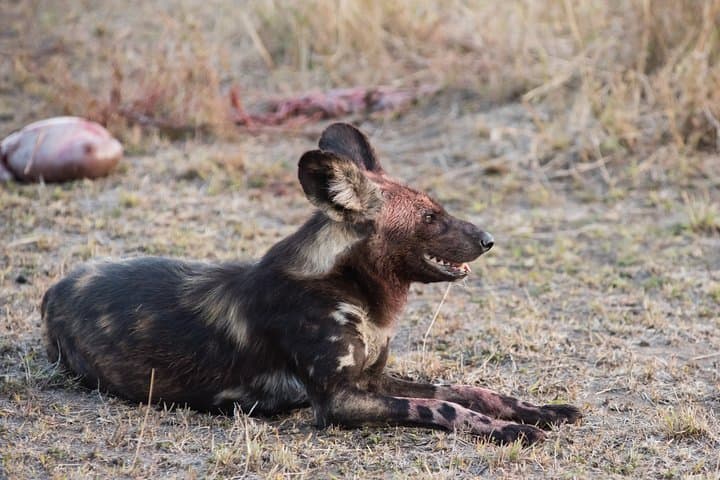 1-Day Tarangire National Park Safari from Arusha — Elephants & Baobabs photo 2