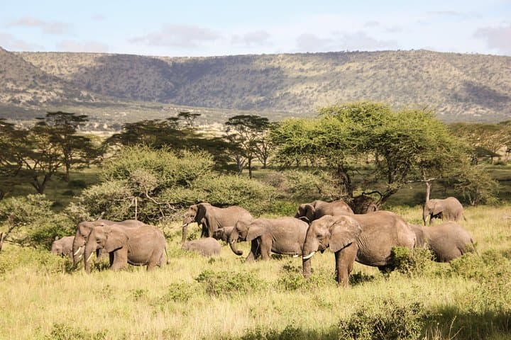 1-Day Tarangire National Park Safari from Arusha — Elephants & Baobabs photo 3