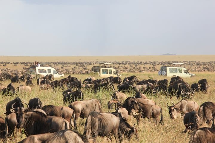 1-Day Tarangire National Park Safari from Arusha — Elephants & Baobabs photo 4
