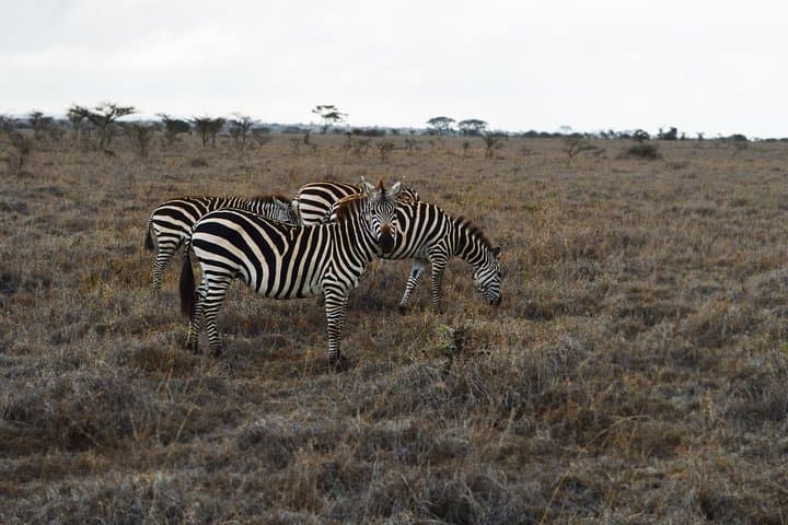 1-Day Tarangire National Park Safari from Arusha — Elephants & Baobabs photo 5